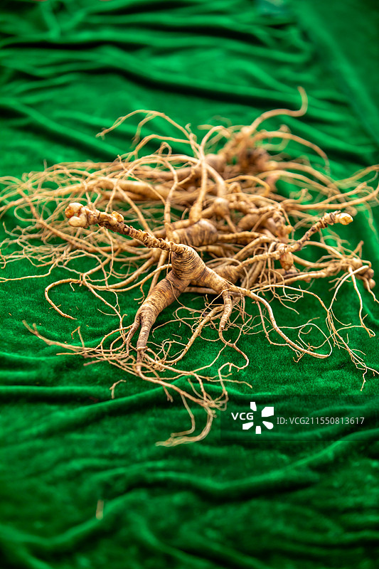 野山参图片素材