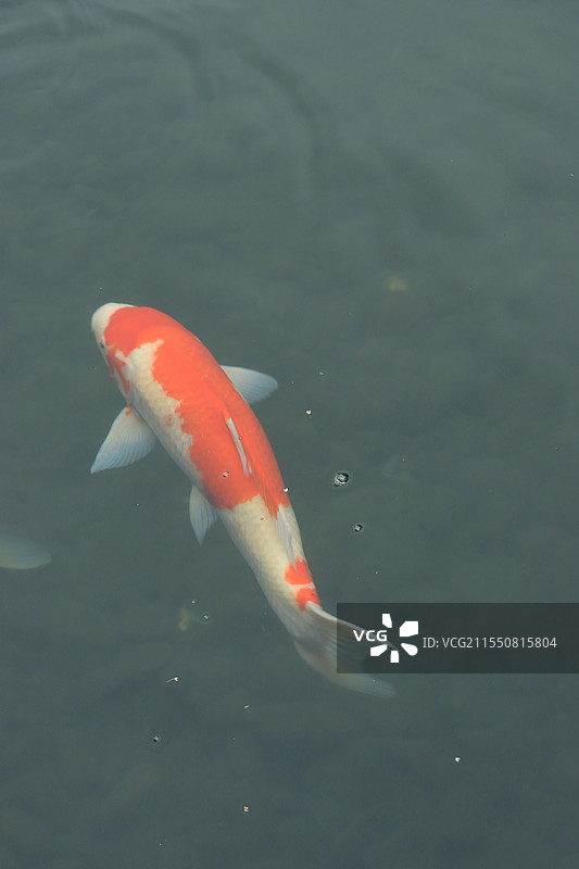 锦鲤水中游图片素材