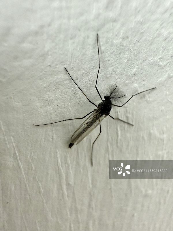 蚊子特写图片素材