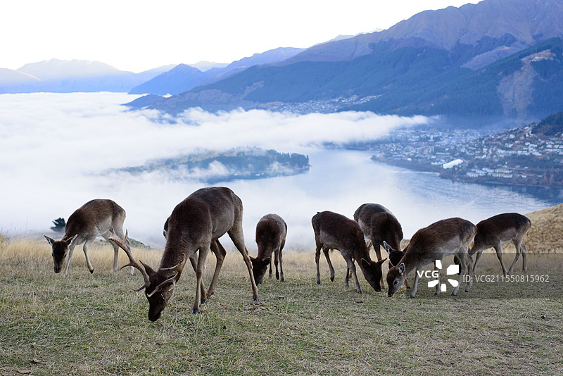 群鹿图片素材
