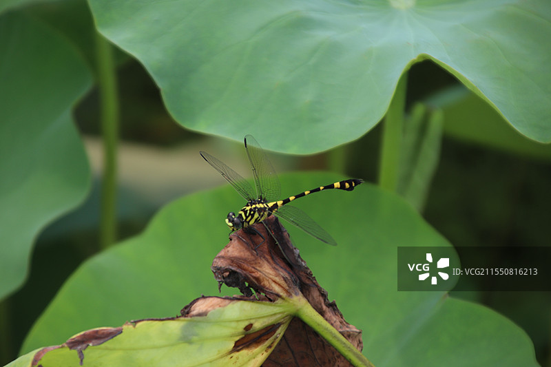 荷叶上的蜻蜓图片素材