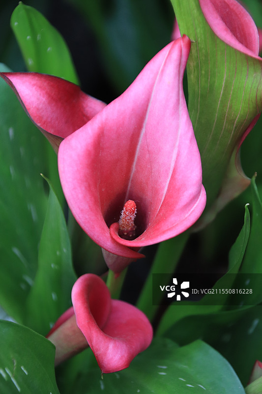 红色马蹄莲特色图片素材