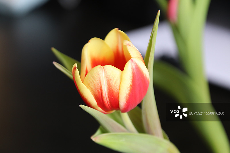 郁金香图片素材