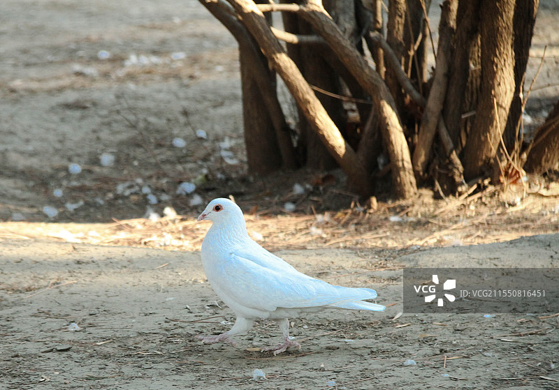 和平鸽影：梦的轻盈诗行图片素材