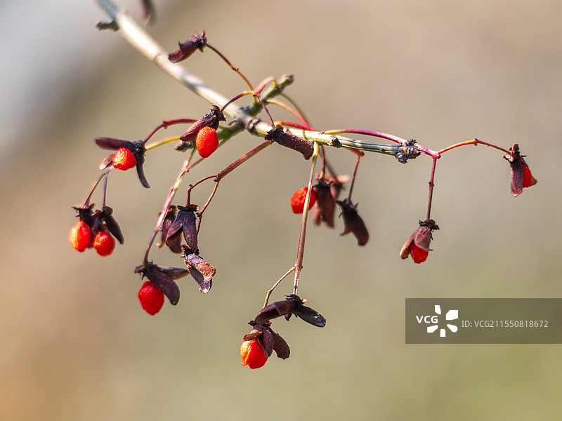 红色卫矛果实图片素材