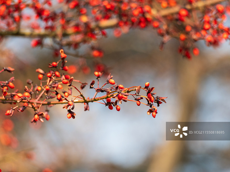 红色卫矛果实图片素材