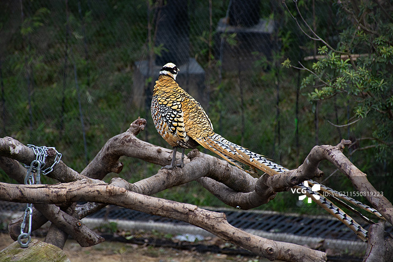 武汉动物园白冠长尾雉图片素材