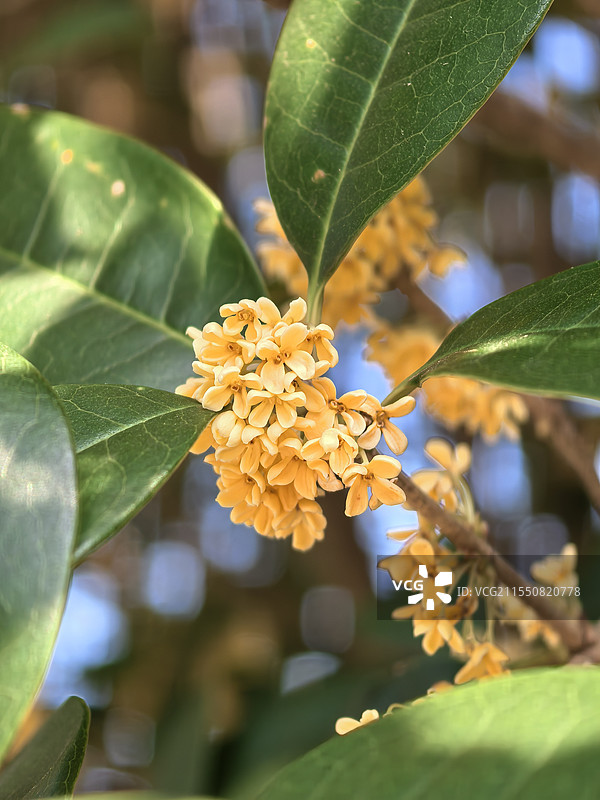 桂花图片素材