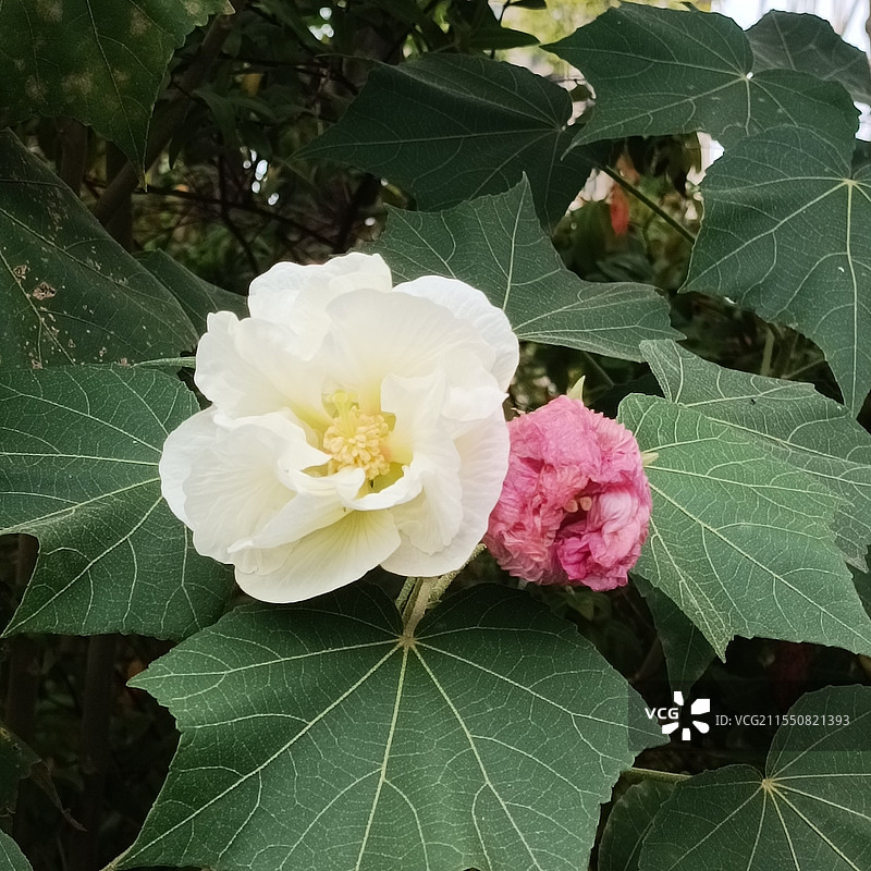 芙蓉花图片素材