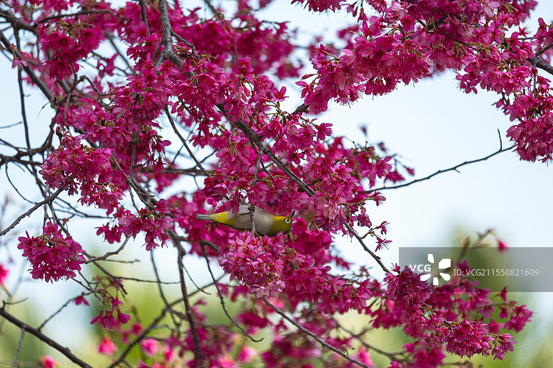 吃花蜜的黄腹花蜜鸟图片素材