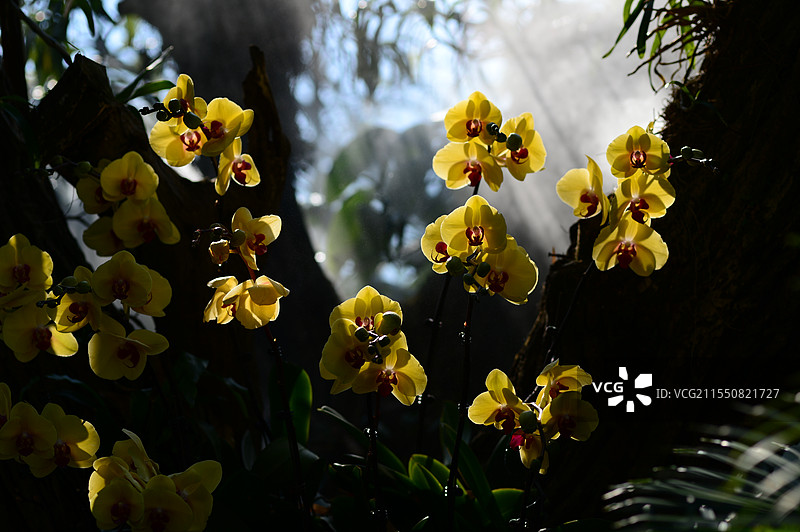 逆光树林里的兰花图片素材