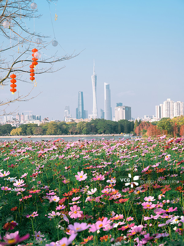 海珠湖公园格桑花与珠江新城三件套合影图片素材