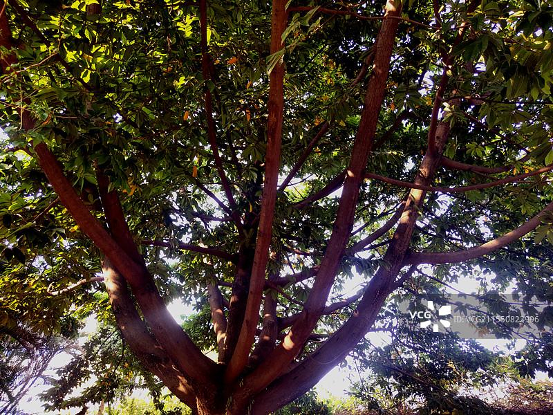 药用植物— 见血封喉（别名：弩箭子，毒箭木，大药树）图片素材