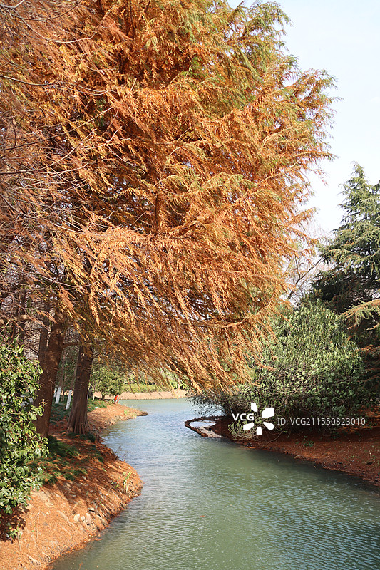 河边的红水杉林 弯曲的小河 变红的落羽杉红叶与河水田园风图片素材
