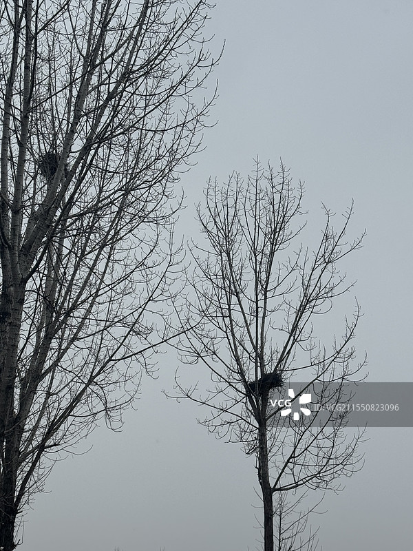 冬季干枯的秃树木上搭建的鸟窝图片素材