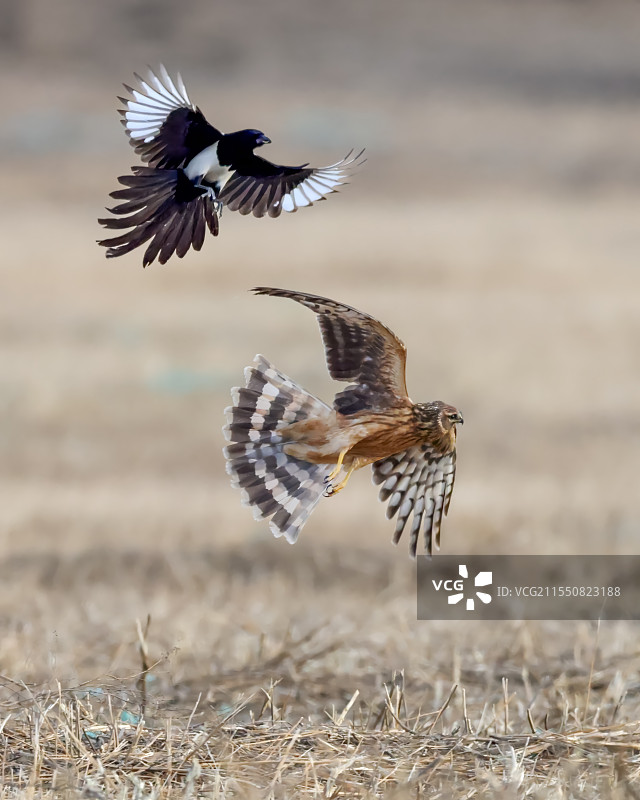 喜鹊攻击白尾鹞图片素材