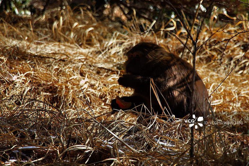 黄山猴哥图片素材