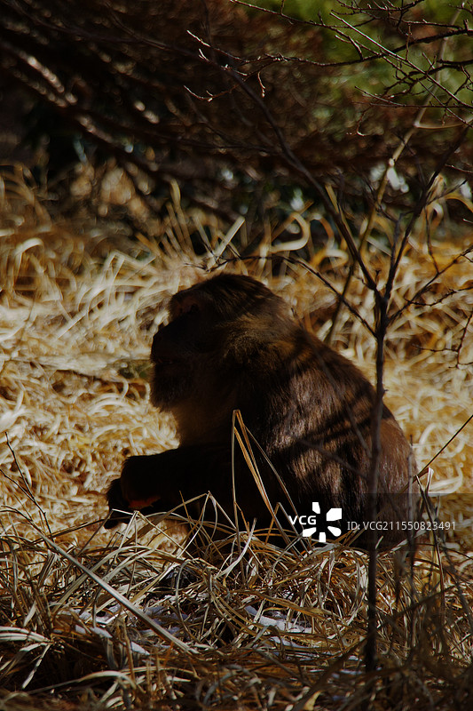 黄山猴哥图片素材