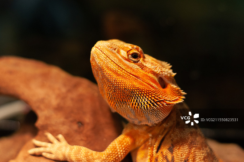 木头上变色蜥蜴的特写镜头图片素材