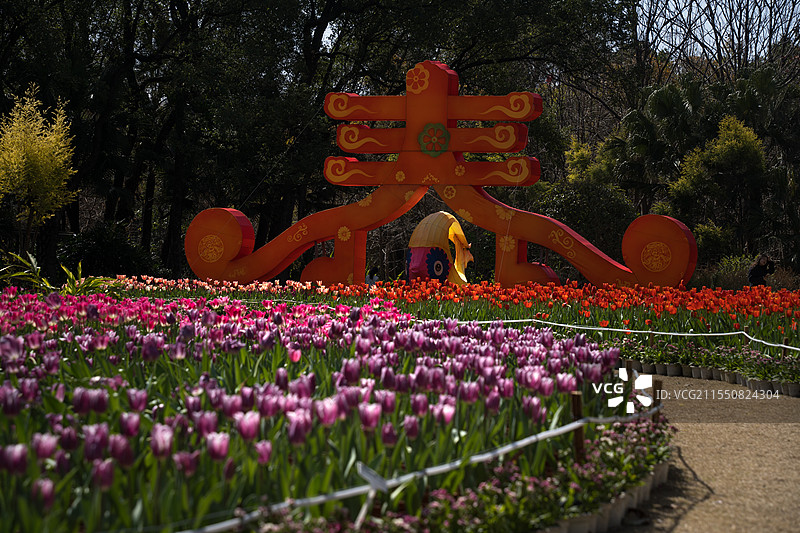 2025桂林訾洲公园郁金香新年花展图片素材