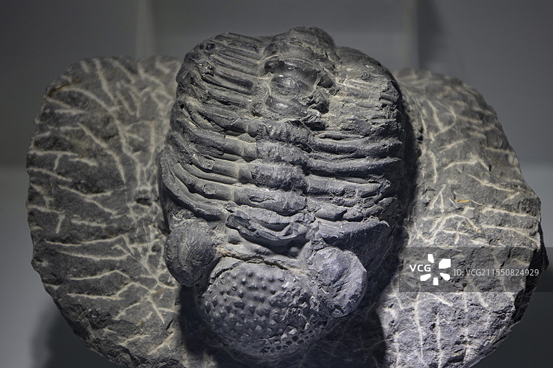 眼镜虫泥盆纪 宁夏地质博物馆图片素材