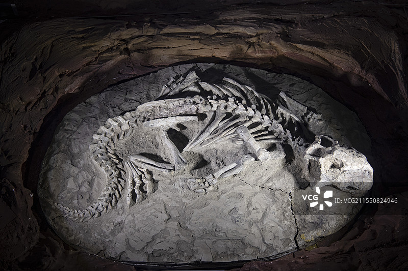 鹦鹉嘴龙化石 早白垩世 宁夏地质博物馆图片素材