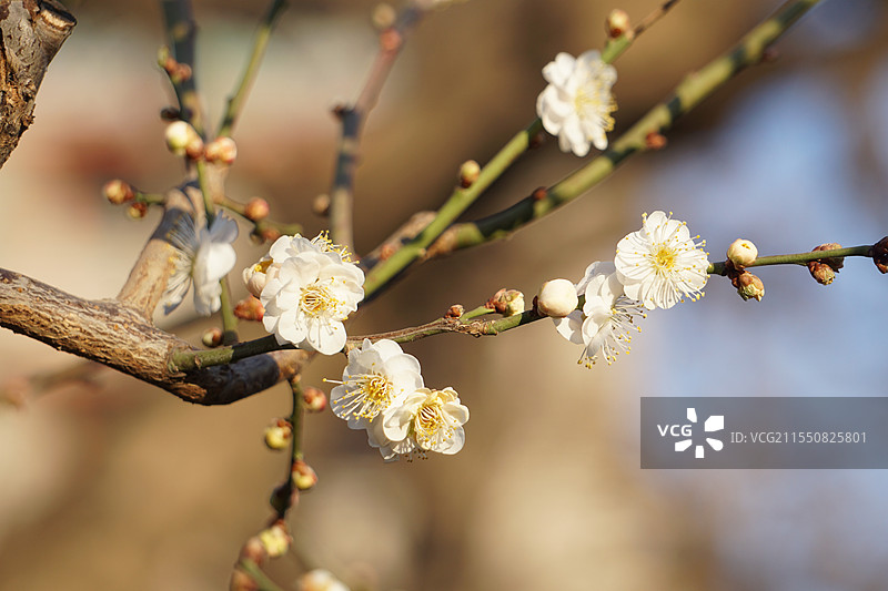腊梅（明城墙遗址公园）图片素材