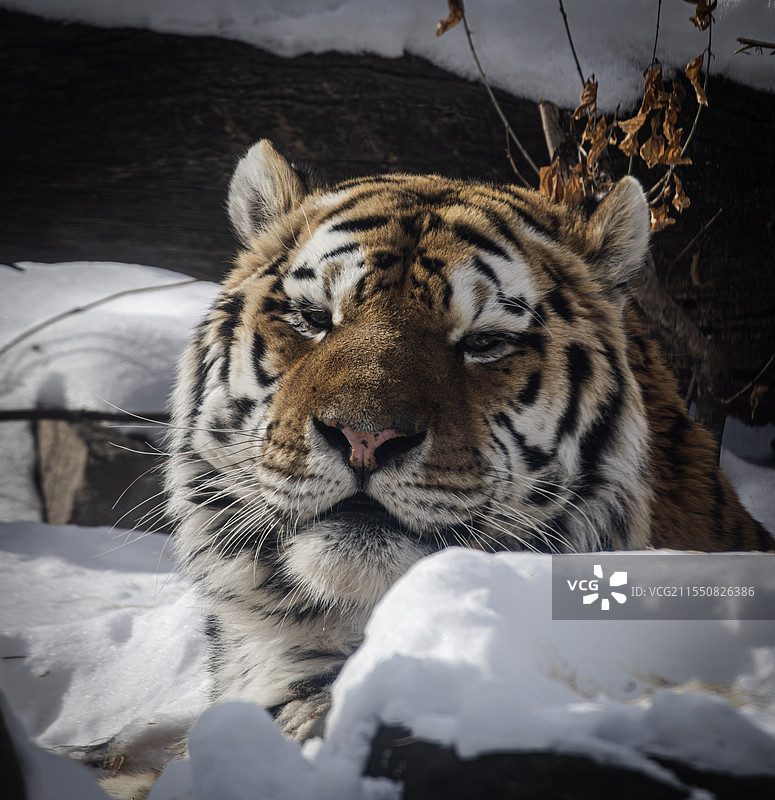 慵懒的老虎图片素材
