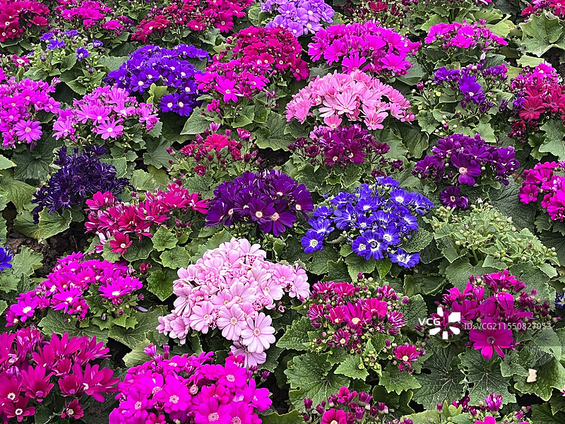 春天到了，花开了图片素材