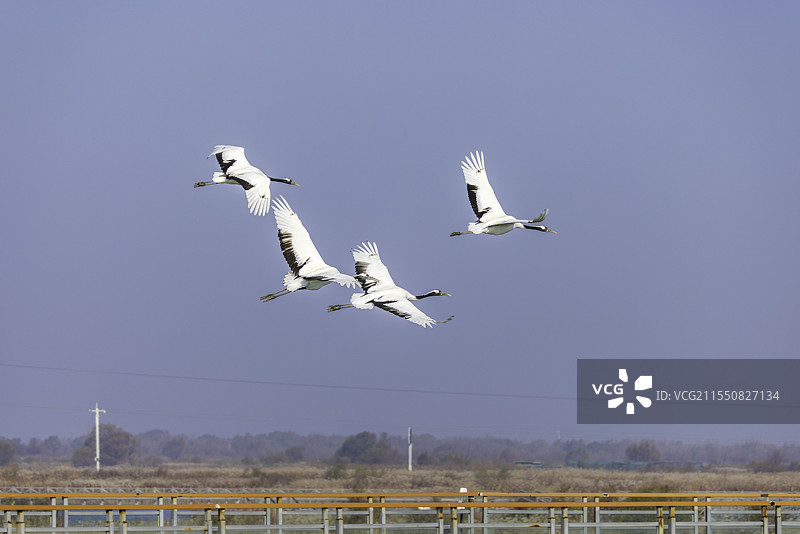 丹顶鹤图片素材