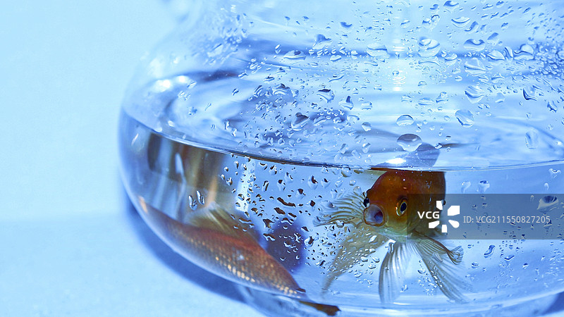 鱼缸里的金鱼图片素材