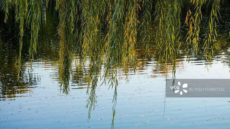 湖边的柳树与倒影图片素材