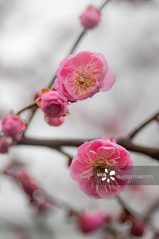 杭州孤山公园梅花图片素材