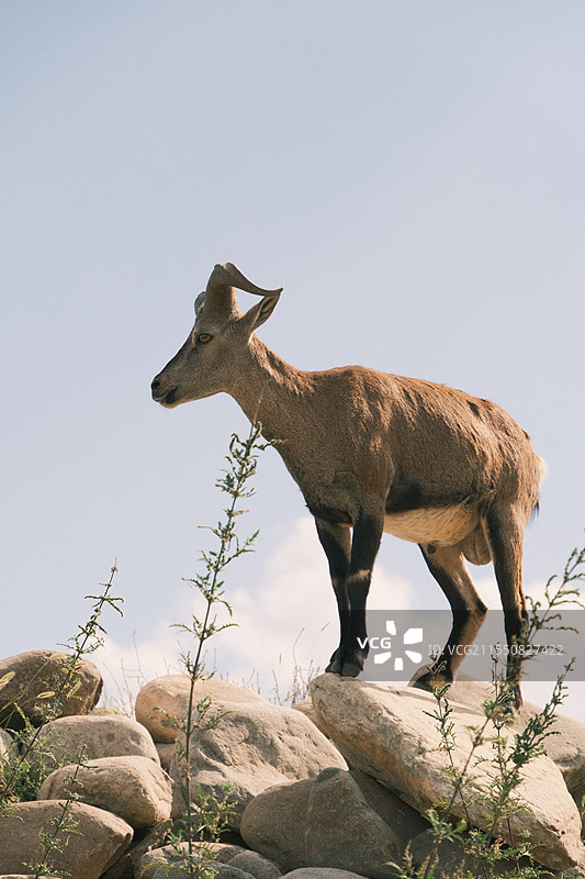 贺兰山岩羊图片素材