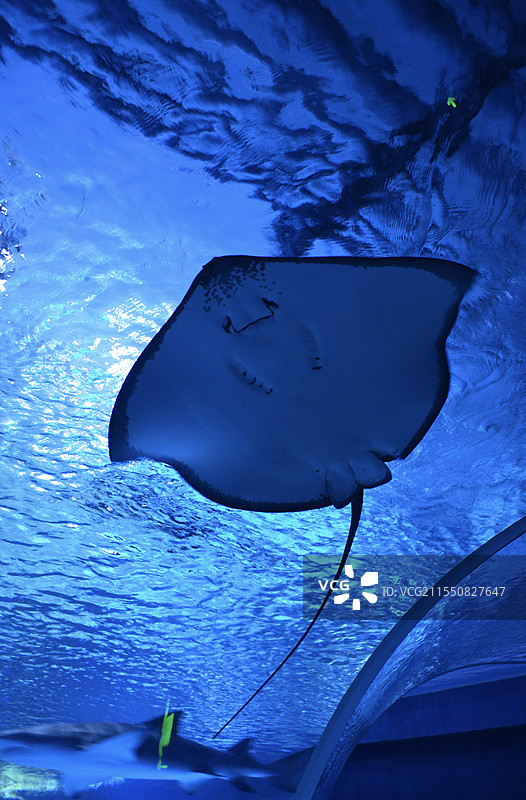 邢台海洋馆图片素材