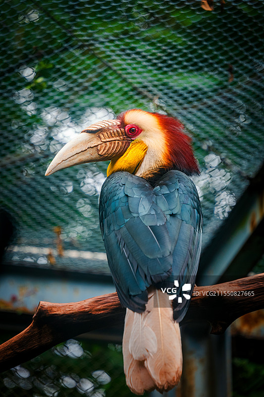 红山森林动物园犀鸟侧面图图片素材