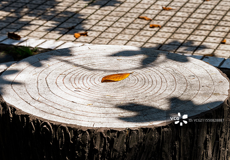 自然的馈赠：树桩上的落叶图片素材