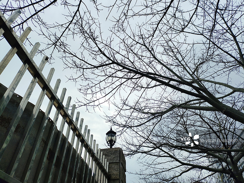 路边抬头看树图片素材