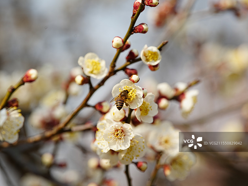 梅花上采蜜的蜜蜂图片素材