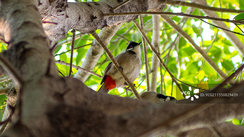 枝头的红耳鹎图片素材
