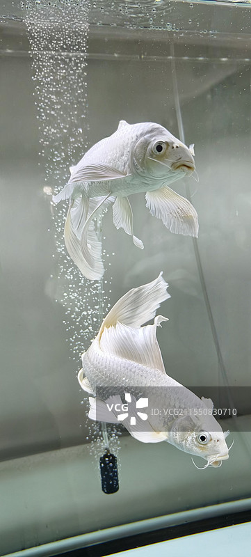 蝴蝶鲤图片素材