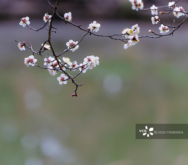 绿色水面之上的梅花花枝图片素材