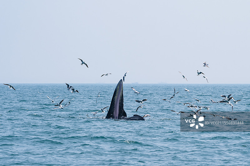 北海涠洲岛布氏鲸捕食图片素材