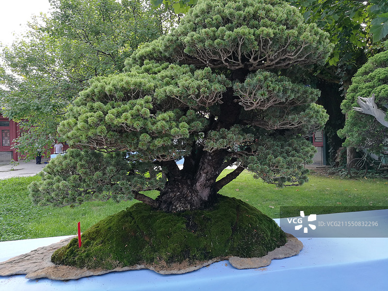 松树盆景图片素材