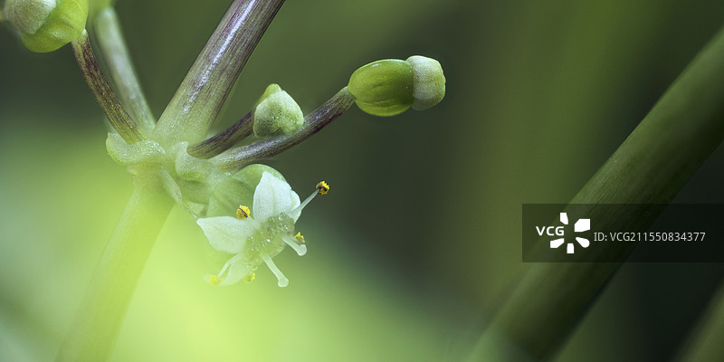 铜钱草的花朵图片素材