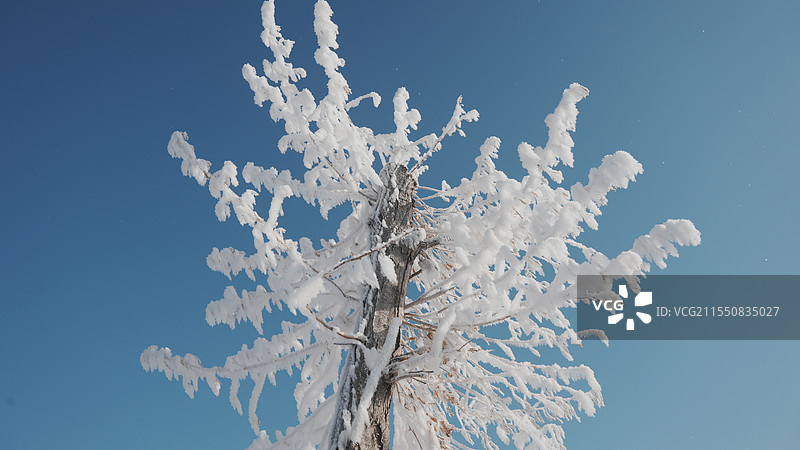 蓝天下结满雾的树枝的特写图片素材