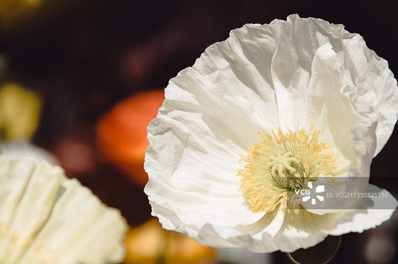 虞美人图片素材