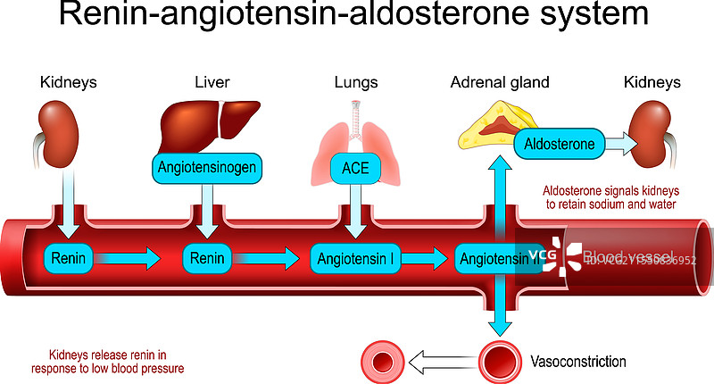 肾素-血管紧张素-醛固酮系统图片素材