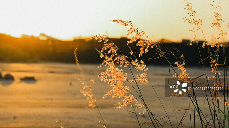 黄昏落日下的芦苇图片素材