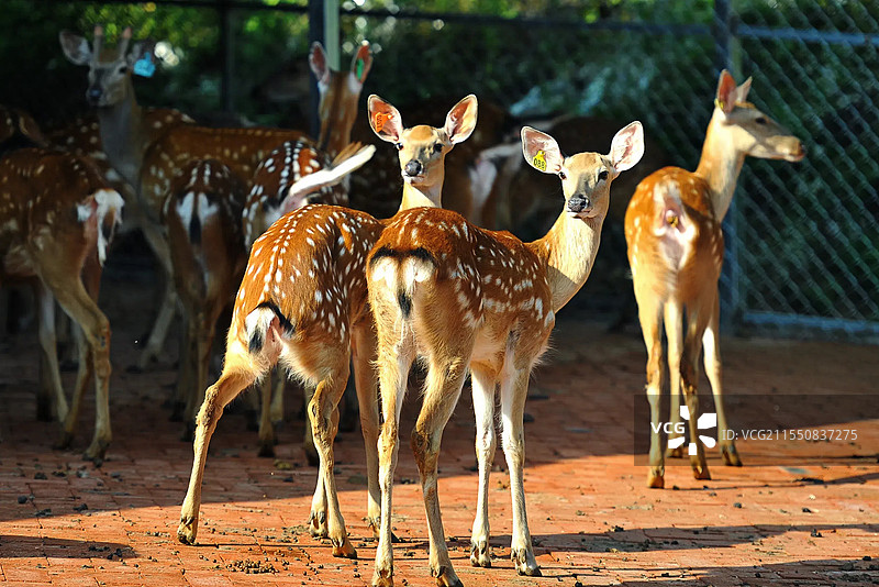阳光下的梅花鹿图片素材